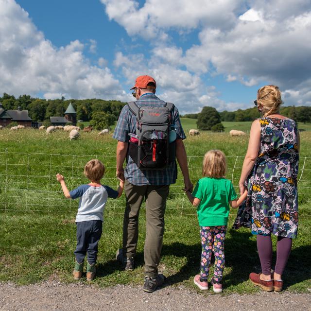 Family watching sheep by the Farm Barn