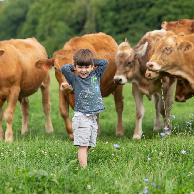 Small boy with Brown Swiss cows