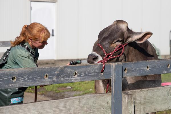 Herdsman Renee LaCoss washes a Brown Swiss a the Champlain Valley Fair. The cows are tied short at the wash rack so theyâll stand in place while they get a bath for a few minutes. They enjoy getting sprayed down and scrubbed clean â it cools them down in the heat, and just feels good!