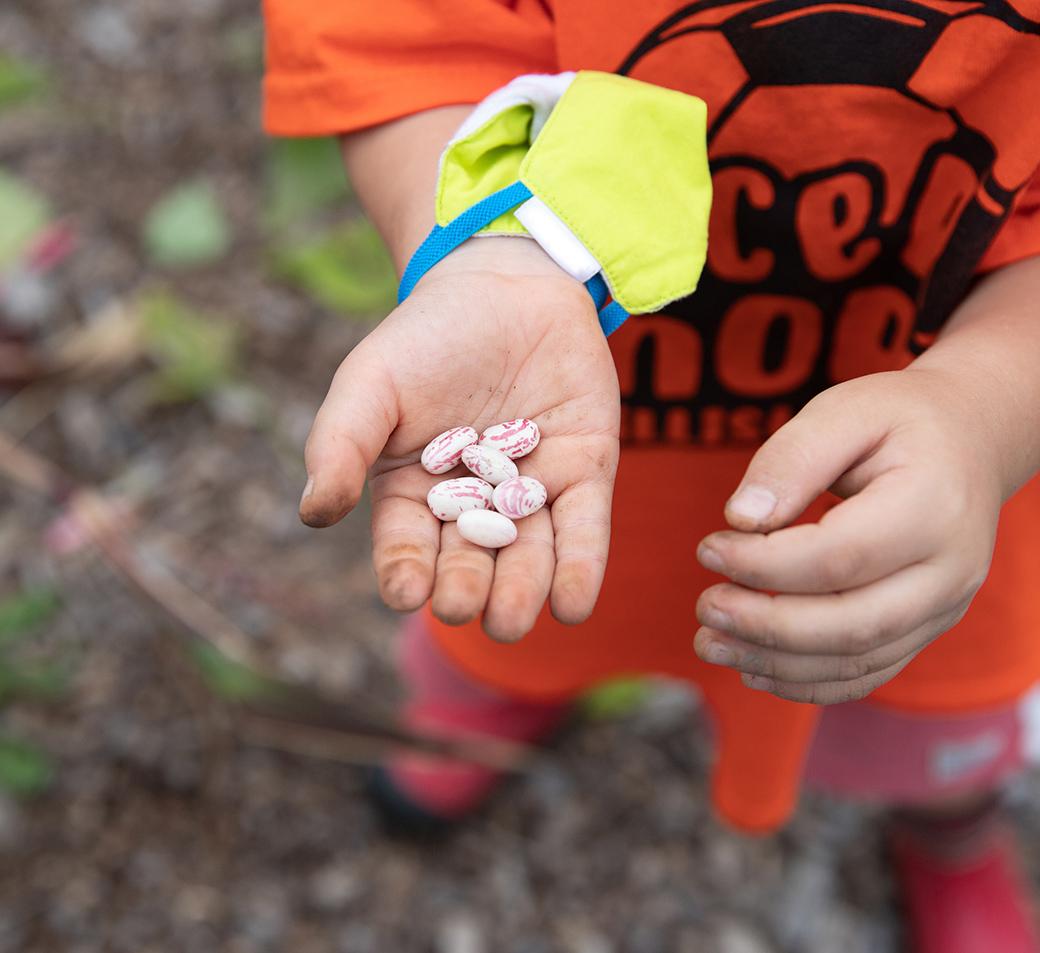 child's hand holding out white bean seeds