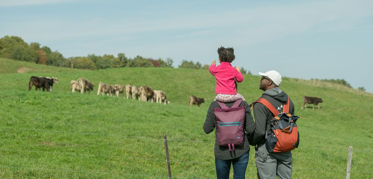 Child on mom's shoulders pointing at cows