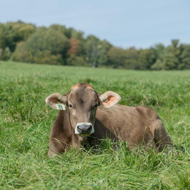 a cow lying down in pasture