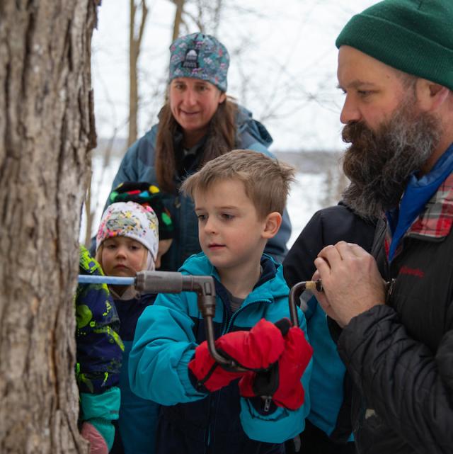 Educator helping boy drill tap hole into a maple tree