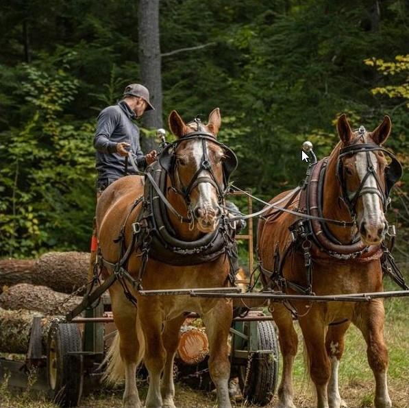 Draft horses pulling equipment.