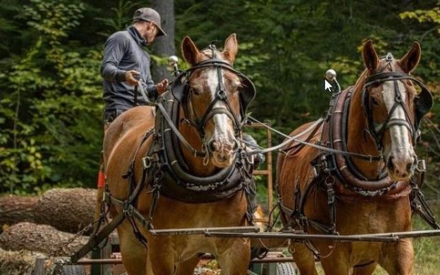 Draft horses pulling equipment.