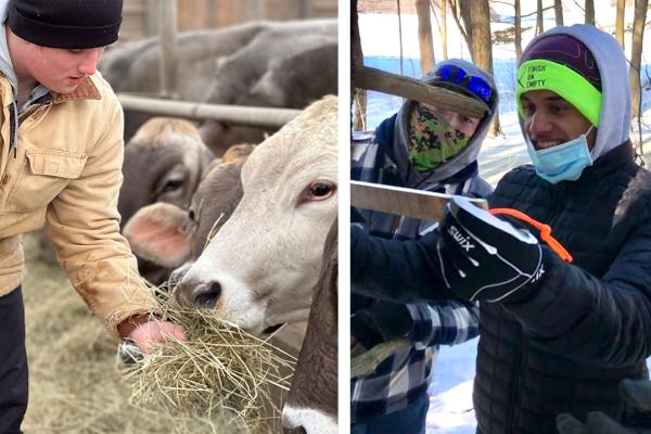 Students from CVU's Field And Forest program feed dairy cows, left, and measure trees in forest, right.