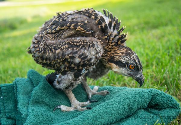 The osprey chick dropped from its nest and returned by OFES & GMP. Photo by Craig Newman.