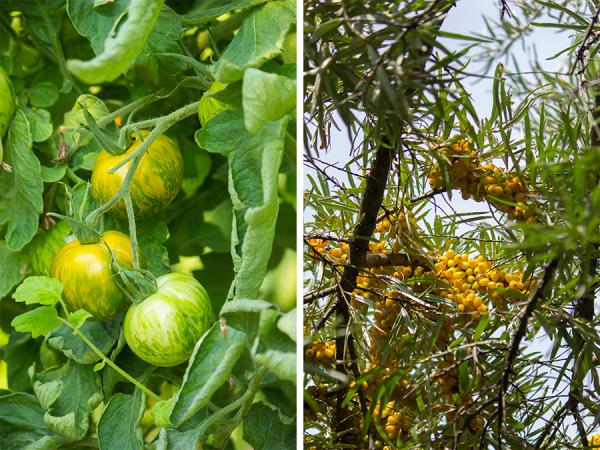 Zebra tomatoes and seaberries ready for harvest.