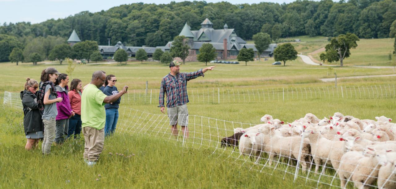 A half dozen educators admire a flock of sheep as a Shelburne Farms instructor points toward the distance. They are standing in a grassy field in summertime, with the Shelburne Farms farm barn and a hillside in the distance.