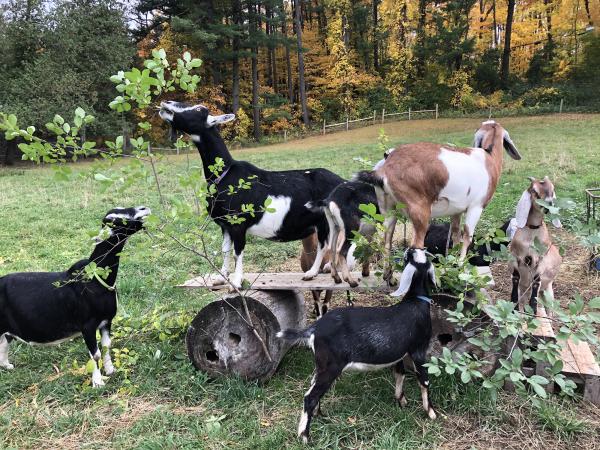 dairy goats on an impromptu see-saw