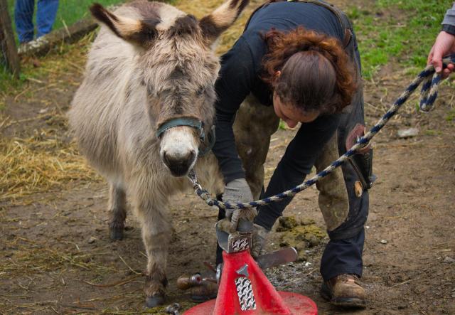 farrier trimming hooves of a miniature donkey