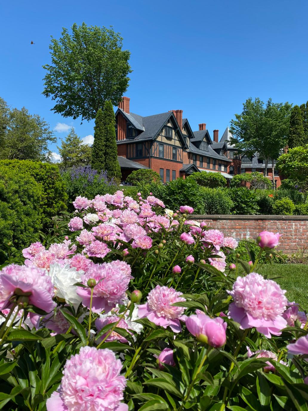 The Shelburne Farms Inn seen from the flower gardens, pink peonies in the foreground.