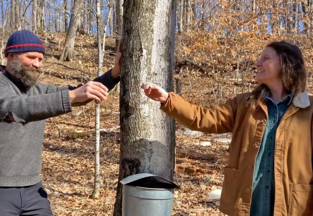 Two people tapping a maple tree for sap