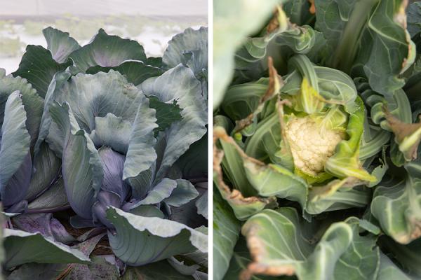 Purple cabbage & cauliflower.