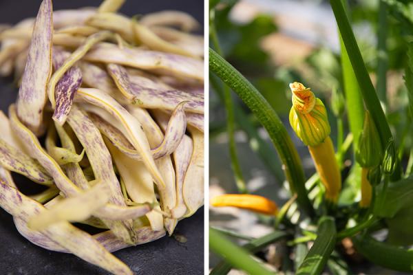 Dragon's tongue beans & summer squash.