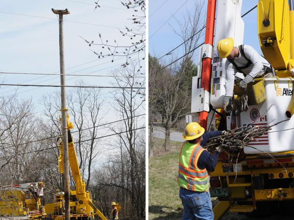 The first nest relocation effort near the Welcome Center. Photos by Craig Newman.