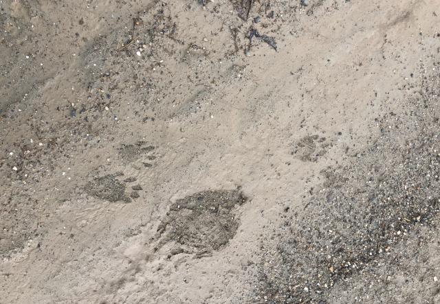 Animal tracks in the snow