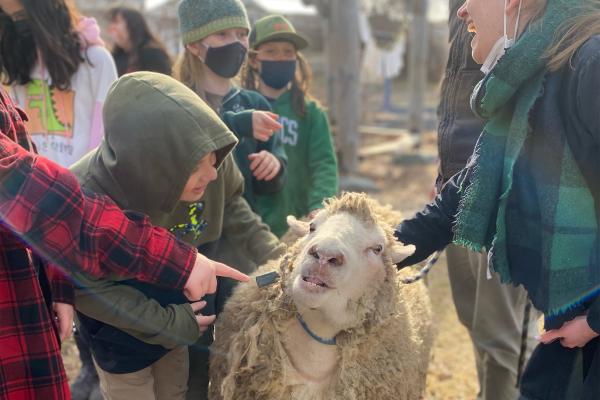 Rhubarb the education sheep visits Sustainability Academy in Burlington