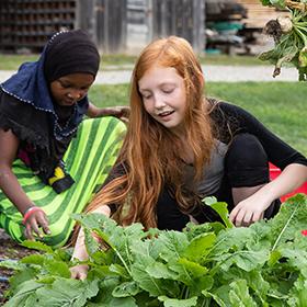 Two middle school aged students kneel among a green, lush summer radish bed at Shelburne Farms. They smile while harvesting radishes.