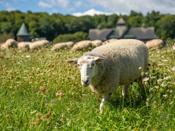 a sheep in a pasture of Queen Anne's Lace flowers