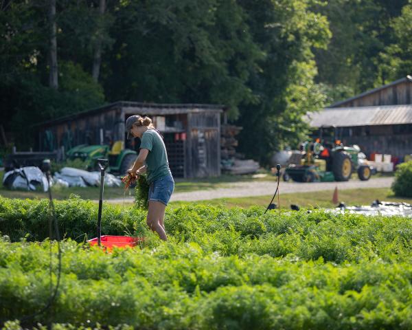 Harvesting carrots in the Market Garden, July 2020.