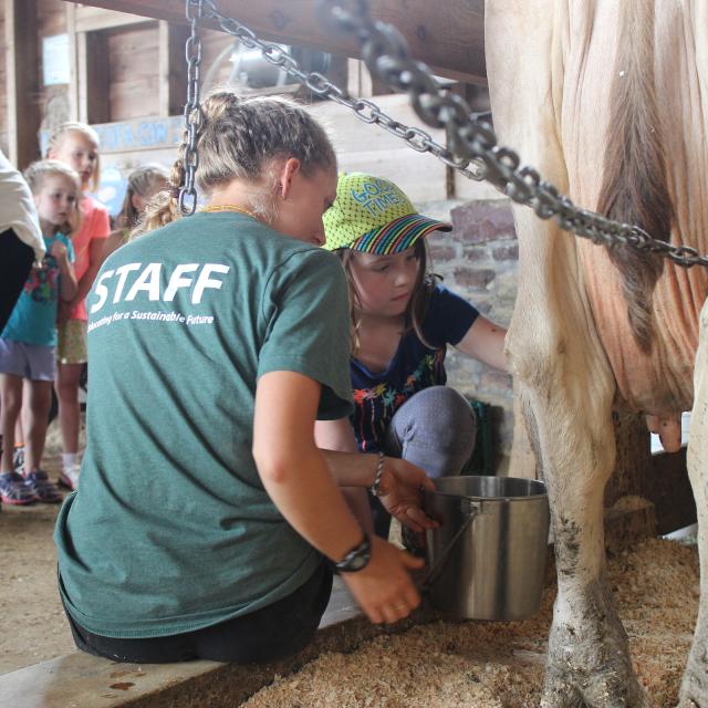 Girl hand-milking a cow supervised by educator