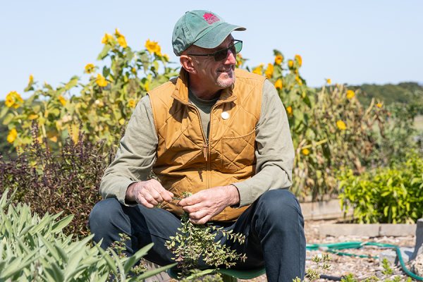 Educator Michael Minchak cutting and bundling oregano.