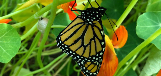 Monarch butterfly on nasturtium plant