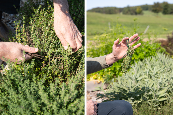 Educator Michael Minchak cutting thyme and making bundles for drying.